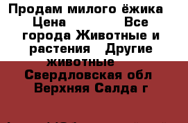 Продам милого ёжика › Цена ­ 10 000 - Все города Животные и растения » Другие животные   . Свердловская обл.,Верхняя Салда г.